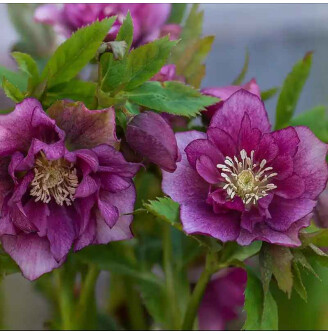 Чемерник 'Double Ellen Red' ®