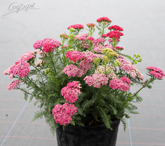 Деревій звичайний 'Saucy Seduction' - 2 Деревій звичайний 'Saucy Seduction' - 2