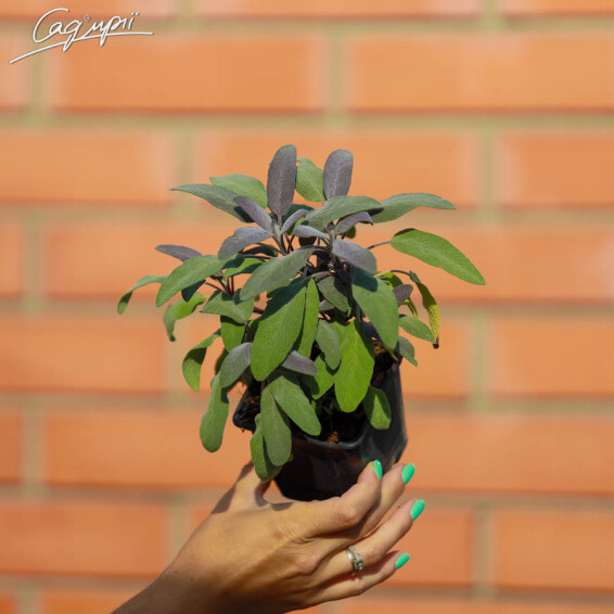 Шавлія лікарська 'Purpurascens' - 3 Шавлія лікарська 'Purpurascens' - 3