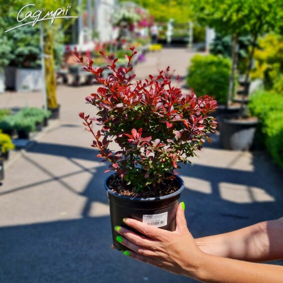 Барбарис Tунберга 'Atropurpurea Nana' - 7
