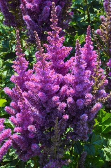 Астільба китайська 'Black Pearls' - 4