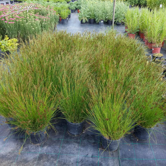 Ситник, C1 - - 3