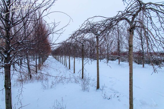 В'яз шорсткий 'Camperdownii' - 7 В'яз шорсткий 'Camperdownii' - 7