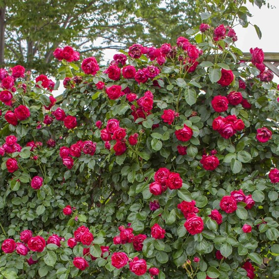 Троянда англійська паркова 'Red Eden' - 3 Троянда англійська паркова 'Red Eden' - 3