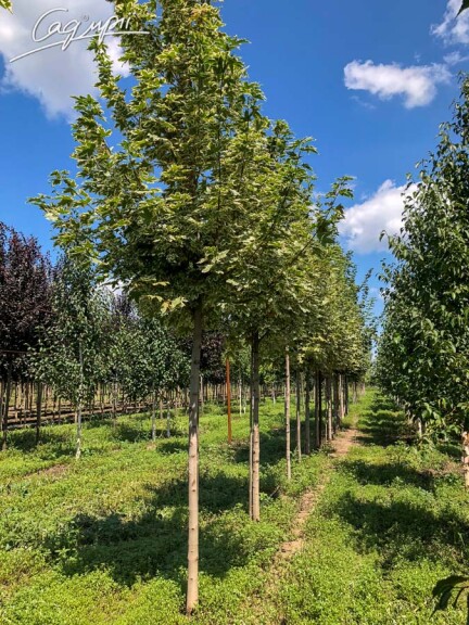 Клен платановидный 'Drummondii' - 5 Клен платановидный 'Drummondii' - 5