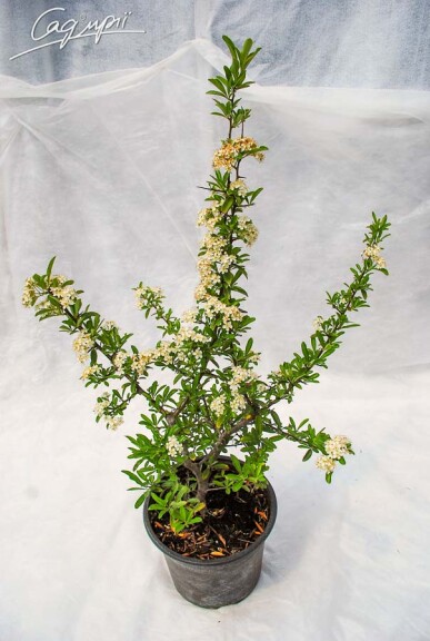 Піраканта червона 'Red Column' #1, p9 - - 2 Піраканта червона 'Red Column' #1, p9 - - 2