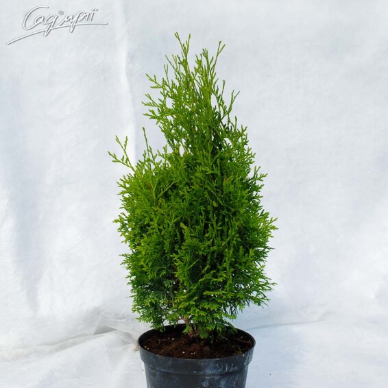 Туя западная 'Holmstrup' - 1