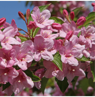 Вейгела 'Styriaca'