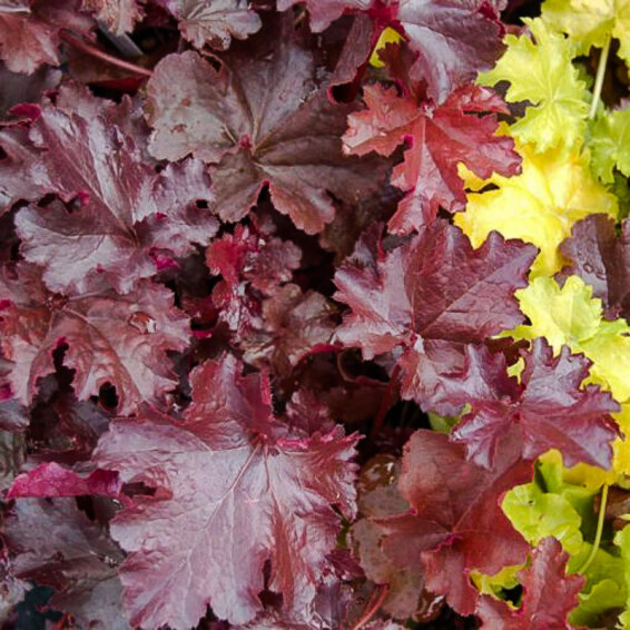 Гейхерелла 'Burnished Bronze' - 1 Гейхерелла 'Burnished Bronze' - 1