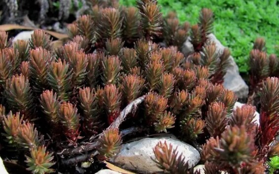 Очиток 'Chocolate Ball' - 2