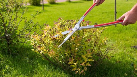 Обрізка декоративних чагарників
