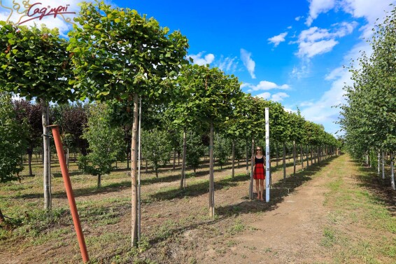 Липа широколиста, топіар, ф.шпалера - 5 Липа широколиста, топіар, ф.шпалера - 5