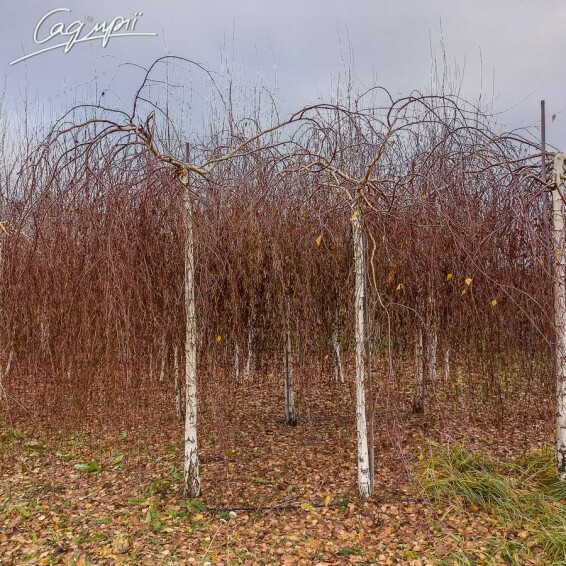 Береза плакуча 'Youngii', WRB 16--18 - St. 200-225 - 8