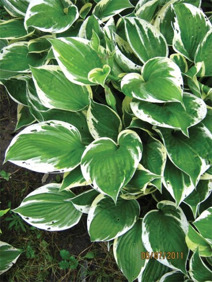 Хоста 'Albomarginata' - 1