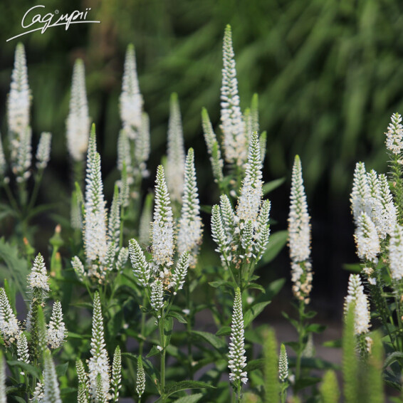 Вероника длиннолистная 'White', p9 - - 1