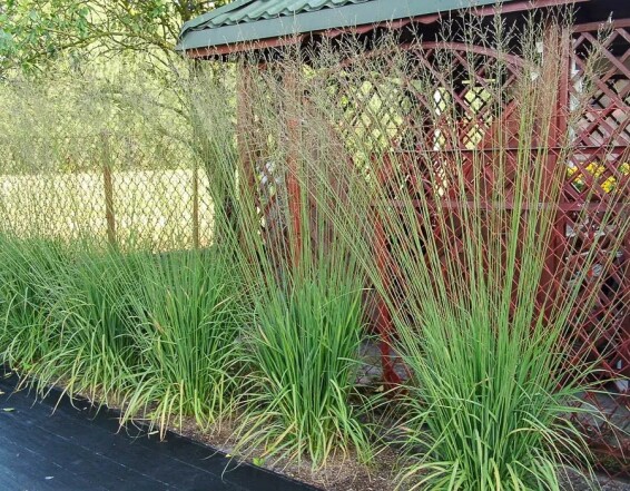Молінія очеретяна 'Transparent' - 4 Молінія очеретяна 'Transparent' - 4