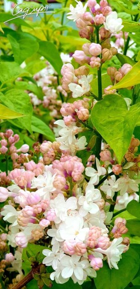 Сирень обыкновенная 'Krasawica Moskvy' - 4