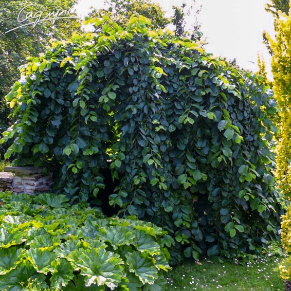 Вяз шершавый 'Pendula' - 2 Вяз шершавый 'Pendula' - 2