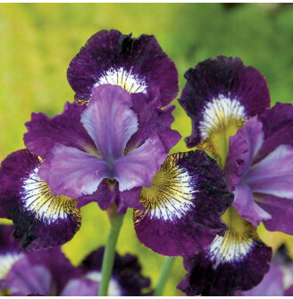 Ирис сибирский 'Contrast in Styles'