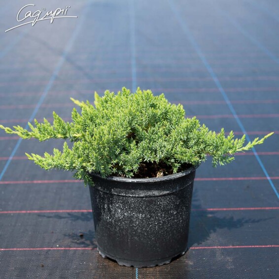 Ялівець лежачий 'Nana' - 3