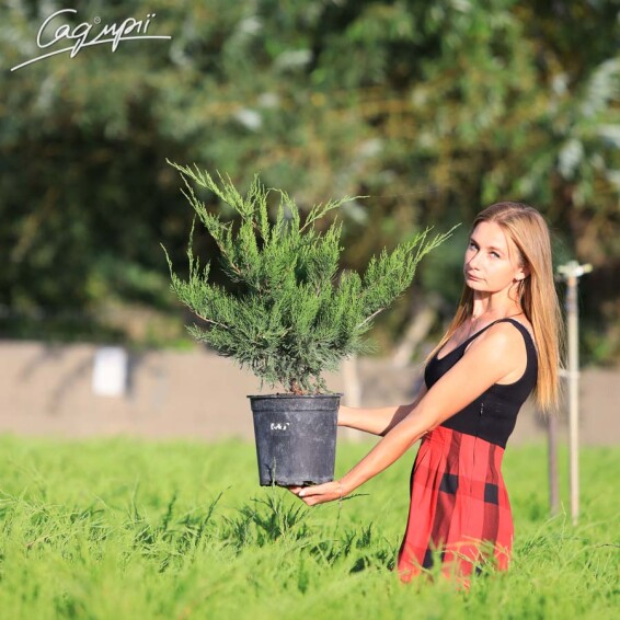 Можжевельник средний 'Mint Julep' - 10