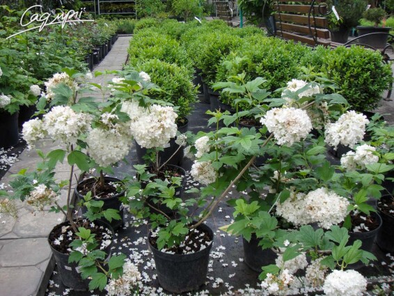 Калина обыкновенная 'Roseum' (бульдонеж) - 5