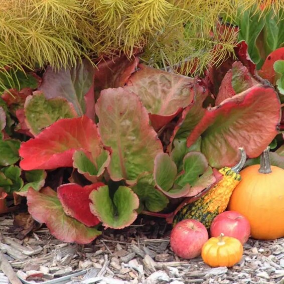 Бадан серцелистий 'Winterglut', C1 - - 1