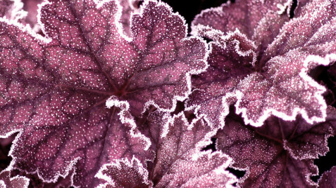 Гейхера 'Midnight Bayou' - цікава новинка 2026 року