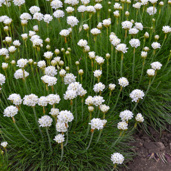 Армерія приморська 'Alba' - 3 Армерія приморська 'Alba' - 3