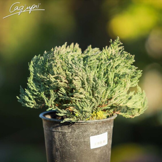 Ялівець горизонтальний 'Grey Pearl' - 3 Ялівець горизонтальний 'Grey Pearl' - 3