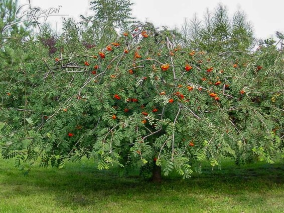 Рябина обыкновенная 'Pendula' - 1 Рябина обыкновенная 'Pendula' - 1
