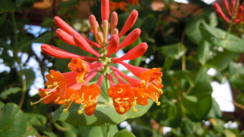 В'юнкі рослини від Саду Вашої мрії