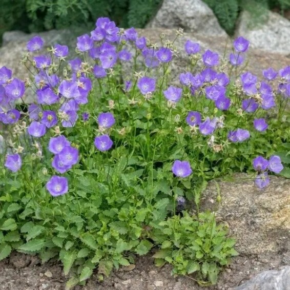 Дзвоник карпатський - 2