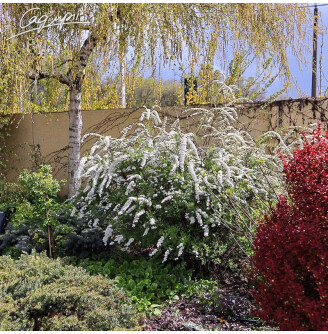 Спирея пепельная 'Grefsheim'