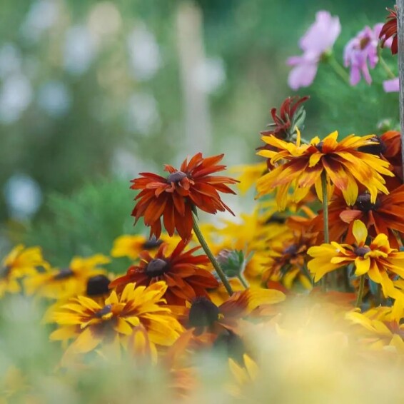 Рудбекия волосистая 'Cherokee Sunset' - 3