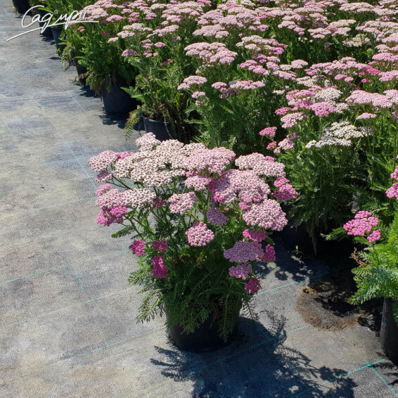 Тысячелистник гибридный 'Tutti Frutti 'Pink Grapefruit' ®', C3. С2 - - 3 Тысячелистник гибридный 'Tutti Frutti 'Pink Grapefruit' ®', C3. С2 - - 3