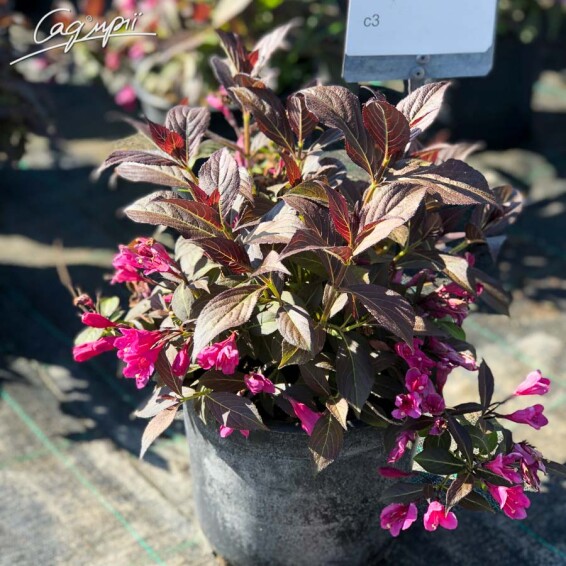 Вейгела квітуча 'Minor Black' - 4