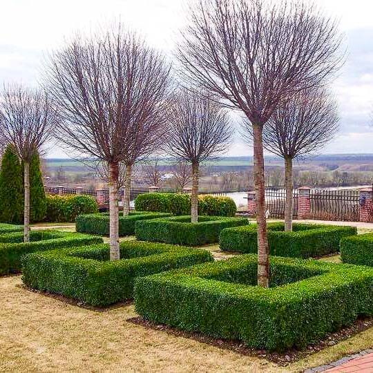 Слива Саржента 'Rancho' #1, С251 25--30 450-500 St. 200-225 - 16