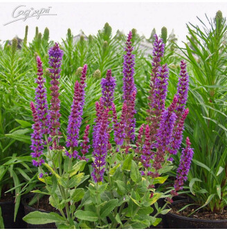 Шавлія лісова 'Ost Friesland'