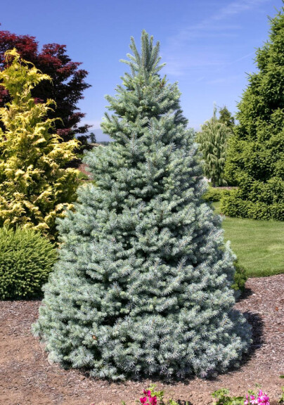 Ялина колюча 'Glauca Arizona Kaibab' - 1