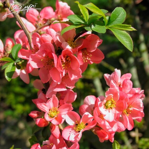 Айва прекрасная (хеномелес) 'Pink Trail' - 7