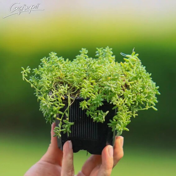 Очиток білий дрібноквітковий #1, p9 - - 3