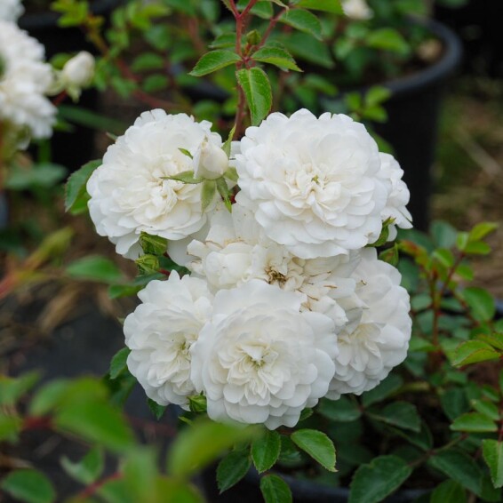 Роза бордюрная 'White Fairy' - 4