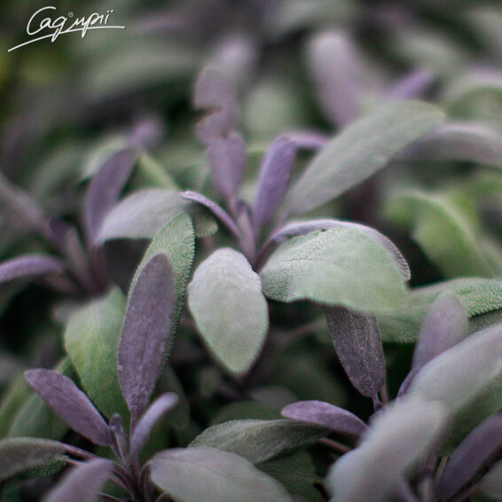 Шавлія лікарська 'Purpurascens' - 6 Шавлія лікарська 'Purpurascens' - 6