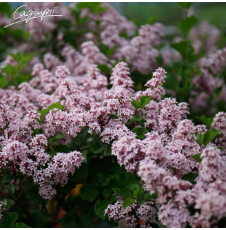 Бузок Мейера 'Palibin'