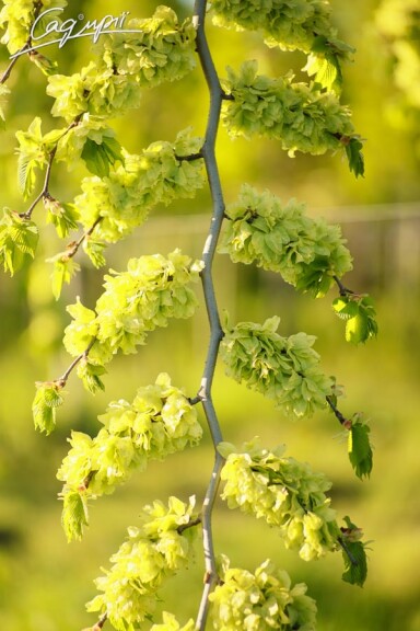 В'яз шорсткий 'Camperdownii' - 3 В'яз шорсткий 'Camperdownii' - 3