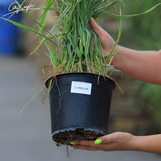 Канарковик (двокісточнік) очеретяний 'Tricolor', C3 - - 5 Канарковик (двокісточнік) очеретяний 'Tricolor', C3 - - 5