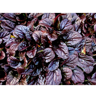 Горлянка повзуча 'Mahogany'