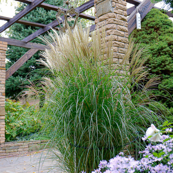 Мискантус китайский 'Silberfeder', C3 - - 7 Мискантус китайский 'Silberfeder', C3 - - 7