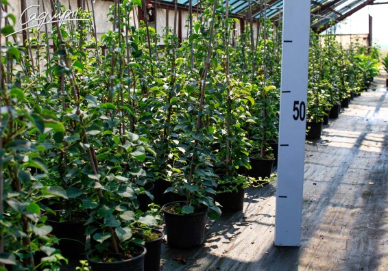 Гортензія черешкова - 8